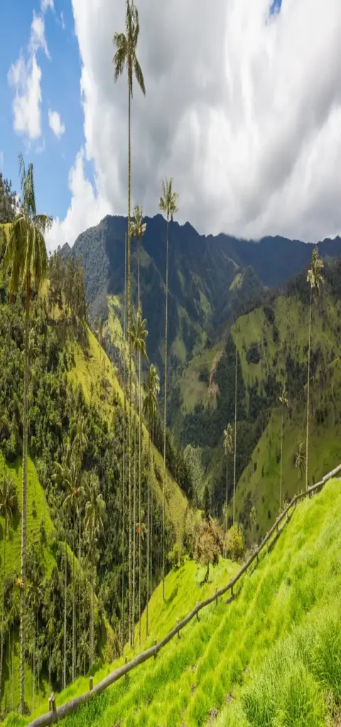 Valle de Cocora