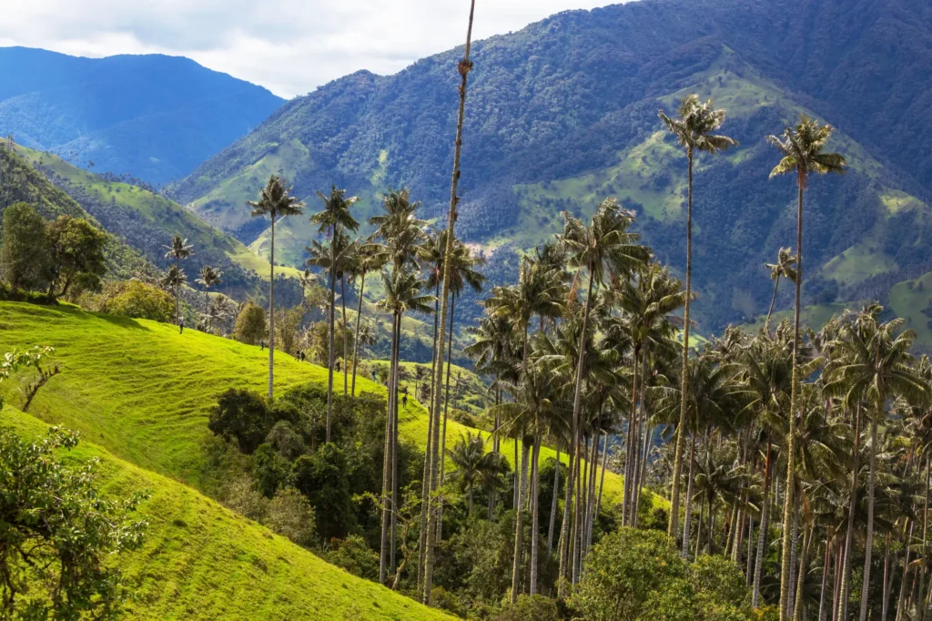Drone Pilot for Shoot in Sigatoka, Fiji
