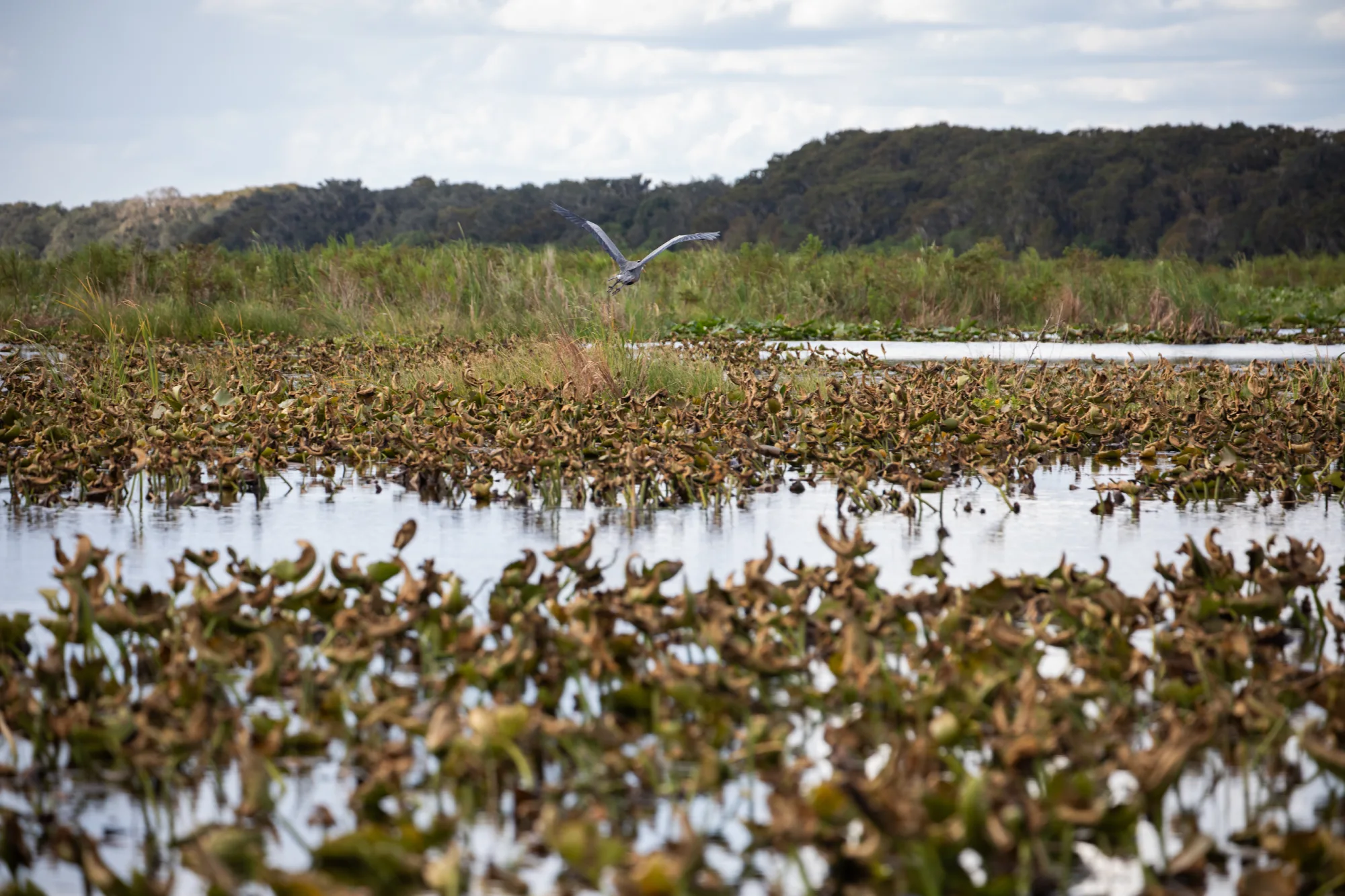 Drone Pilot for Shoot in Everglades National Park, FL