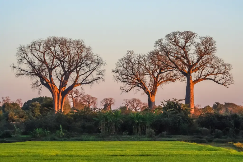 Allée des Baobabs
