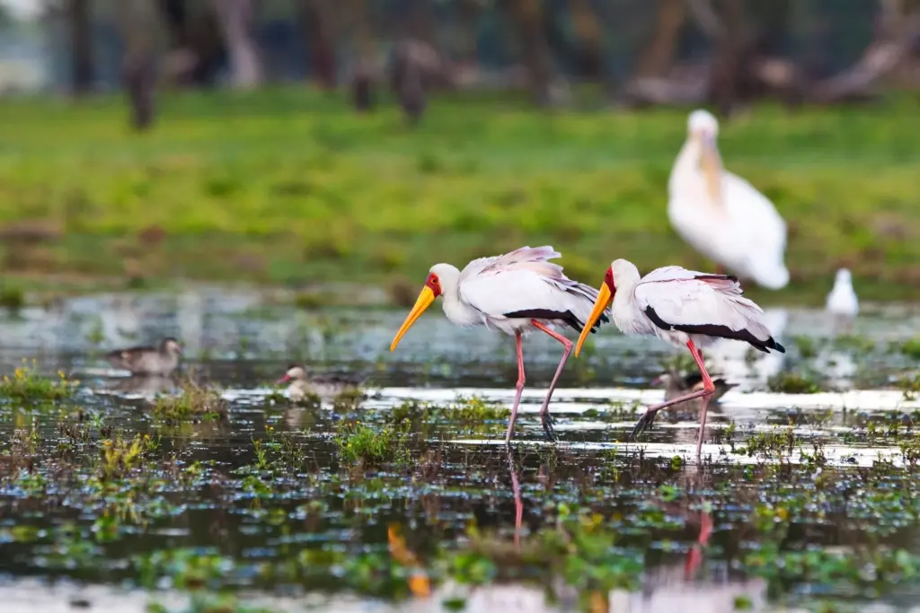 Surajpur Bird Sanctuary