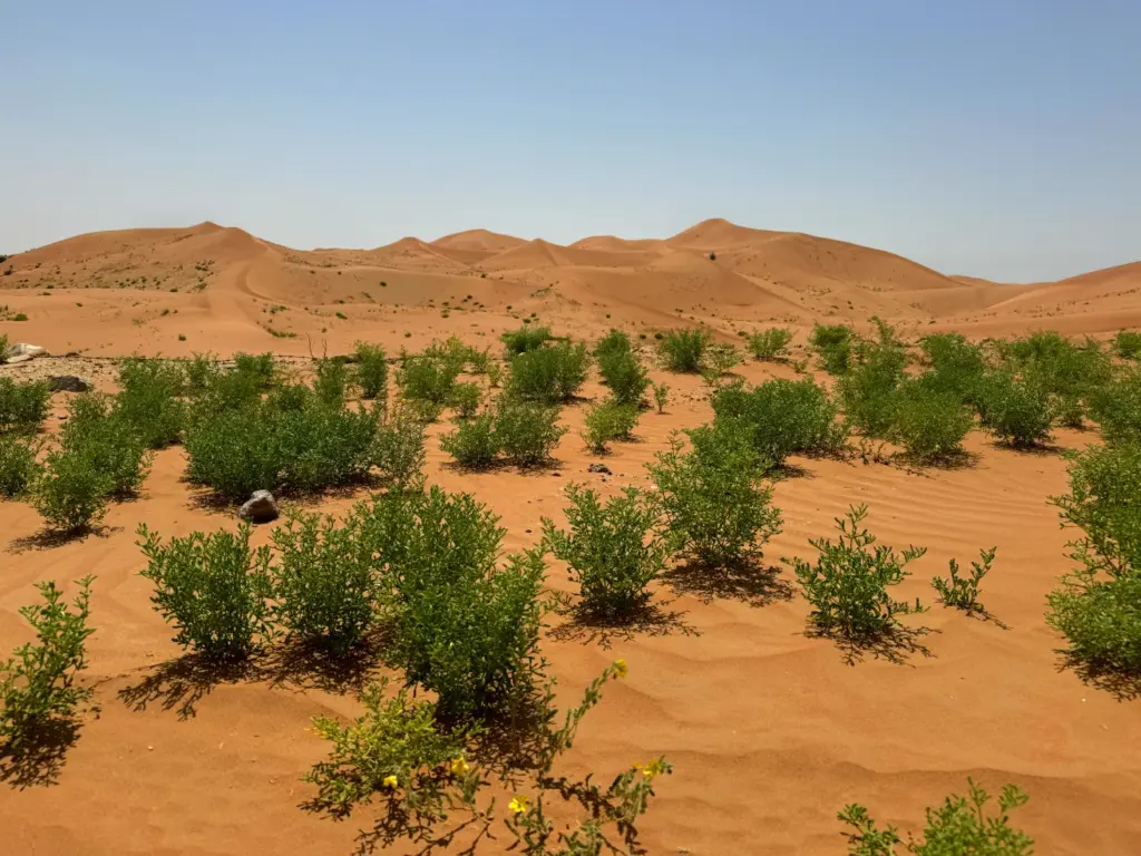 Désert du Ténéré