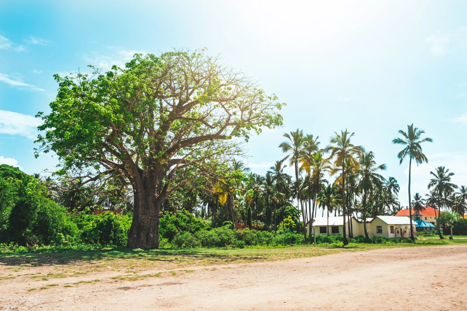 big-green-baobab-and-palm-trees-near-the-village-2025-01-08-19-11-41-utc