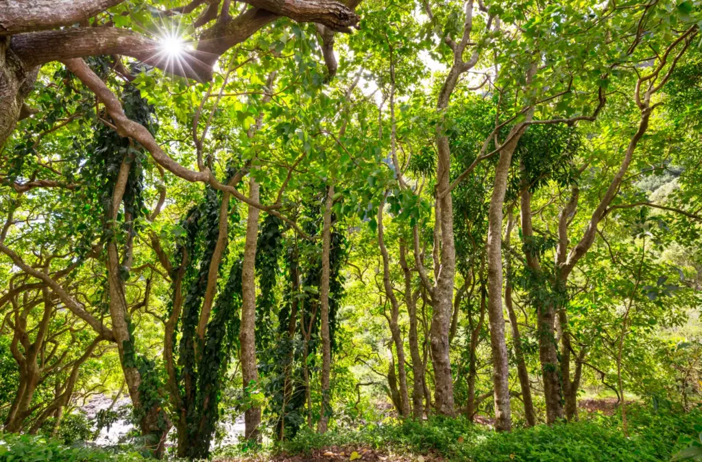 Drone Pilots for Shoots in Benin