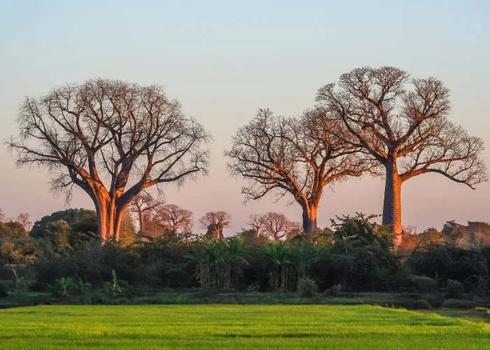 Allée des Baobabs