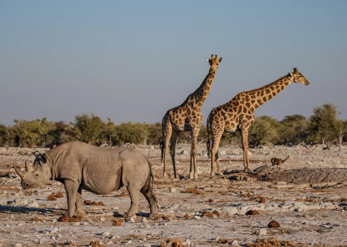 Etosha National Park Etosha National Park