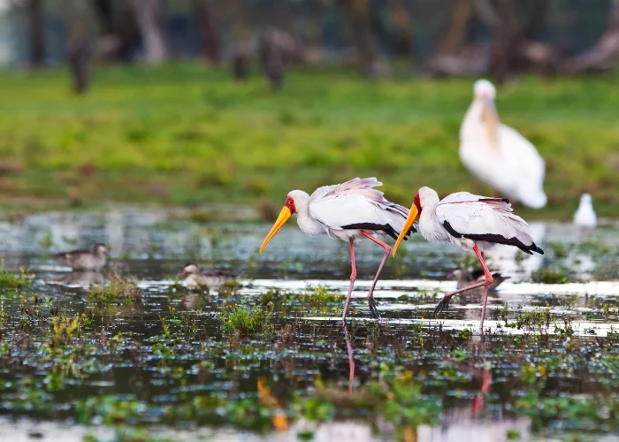 Surajpur Bird Sanctuary