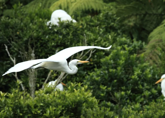 Tiwai Island Wildlife Sanctuary