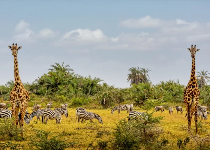 Zakouma National Park