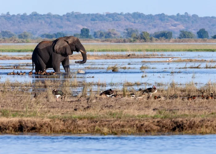 african-elephant-loxodonta-africana