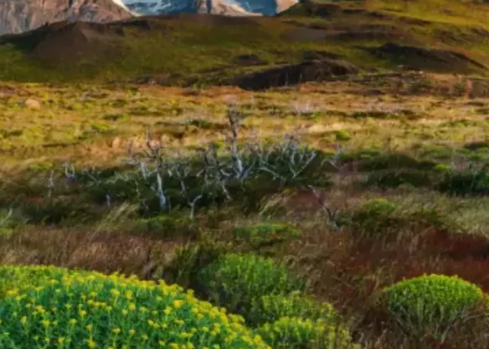 Parque Nacional Torres del Paine
