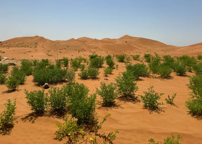 Désert du Ténéré