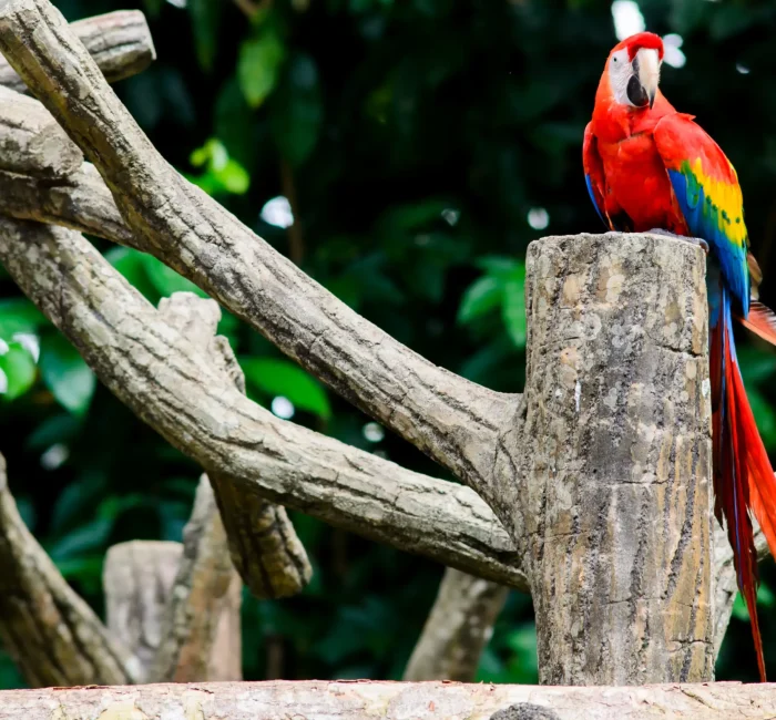 bird-perching-wooden-post (1) bird-perching-wooden-post (1)