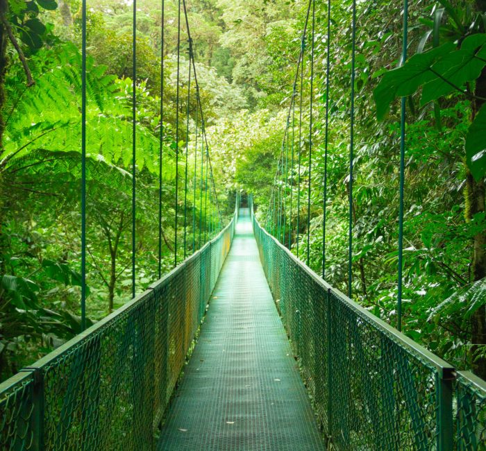 Breathtaking view of hanging bridge in Monteverde Cloud Forest, Costa Rica A breathtaking view of hanging bridge in Monteverde Cloud Forest, Costa Rica