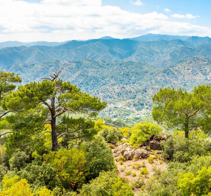 cedars-beautiful-valley-view-troodos-mountains-cyprus cedars-beautiful-valley-view-troodos-mountains-cyprus