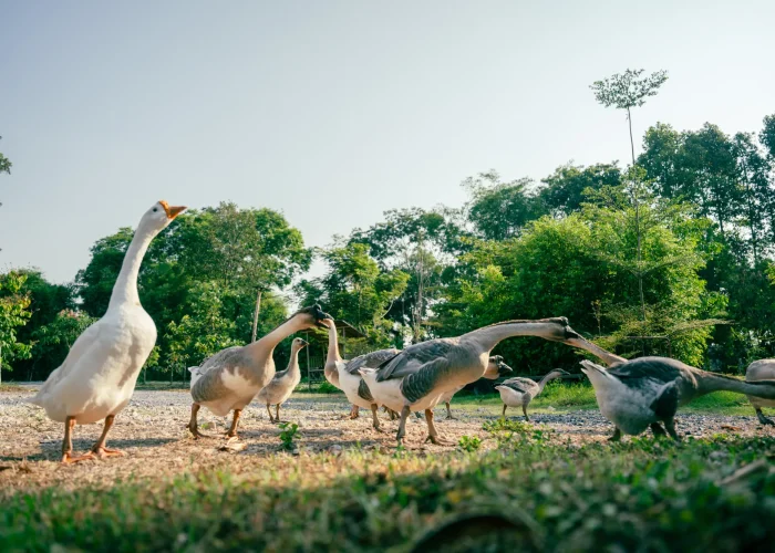 Drone Pilot for Shoot in Singapore Zoo