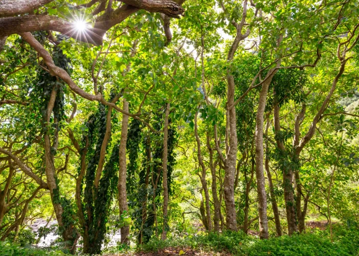 Drone Pilots for Shoots in Benin