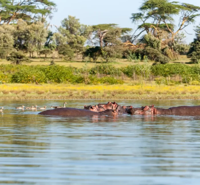 group-hippopotamus-water-southern-africa group-hippopotamus-water-southern-africa