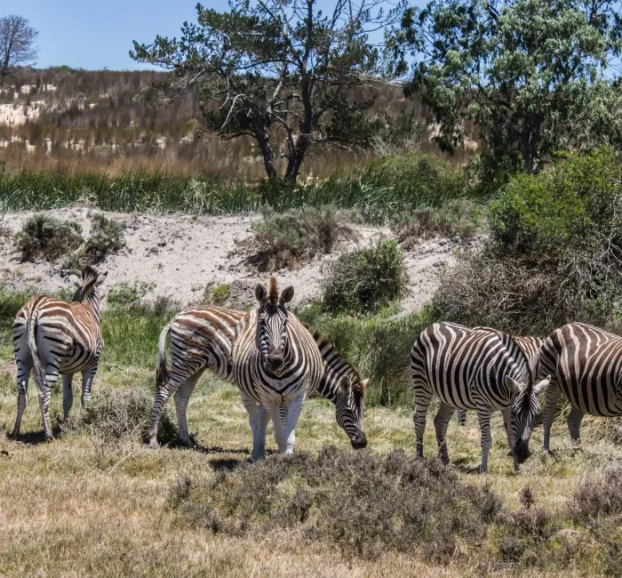 horizontal-shot-some-zebras-pasturing-grassland-clear-sky horizontal-shot-some-zebras-pasturing-grassland-clear-sky