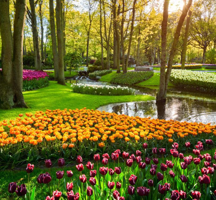 keukenhof-flower-garden-lisse-the-netherlands-2024-10-14-23-08-28-utc (1)-min Kleurrijke bloemen in de Keukenhoftuinen