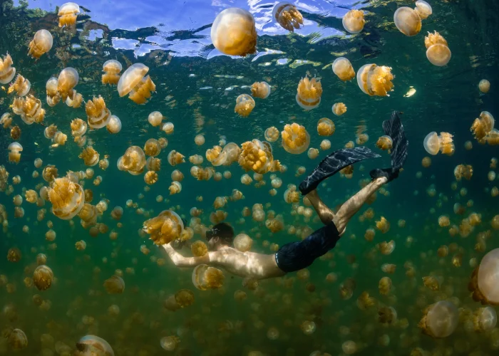 jellyfish aerial view in Palau