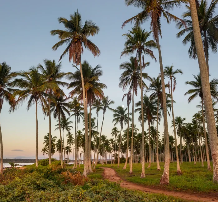 palm-plantation-2025-01-09-18-39-21-utc palm-plantation-2025-01-09-18-39-21-utc
