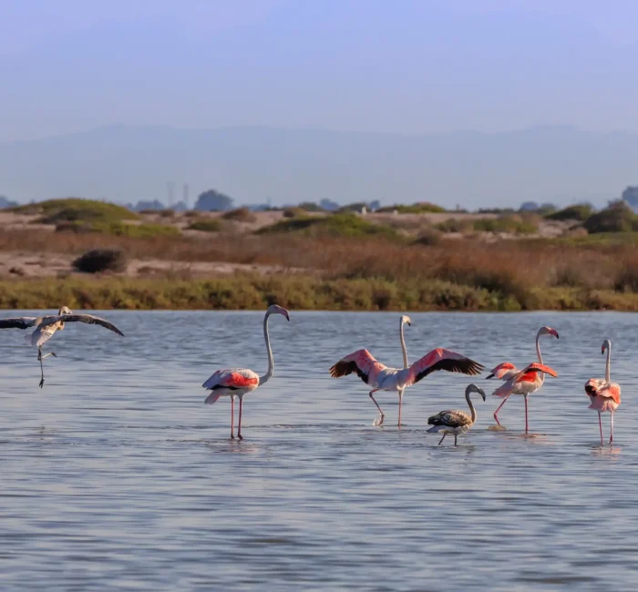 pink-flamingos-walking-through-the-water-2024-09-18-09-46-30-utc pink-flamingos-walking-through-the-water-2024-09-18-09-46-30-utc