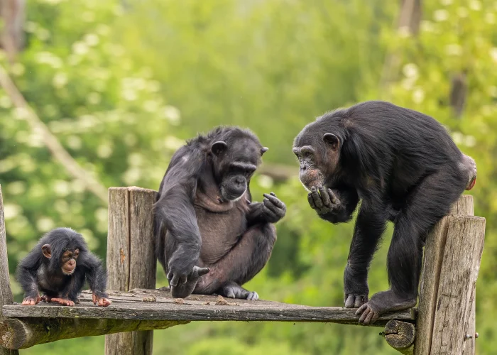 Tacugama Sanctuary, Sierra leone