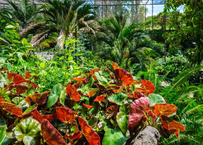 Drone Pilot for Shoot in Keukenhof Gardens Curacao