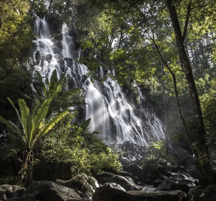 waterfall-coming-through-forest-surrounded-by-trees waterfall-coming-through-forest-surrounded-by-trees
